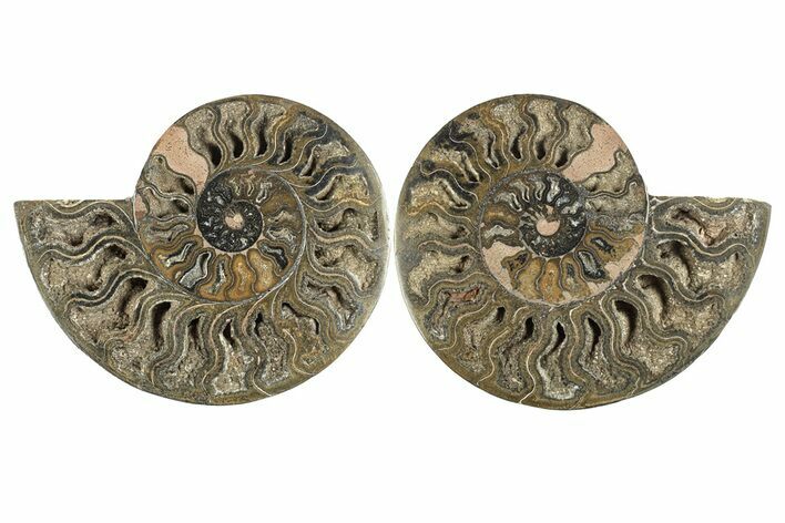 Cut & Polished Ammonite Fossil - Unusual Black Color #256302